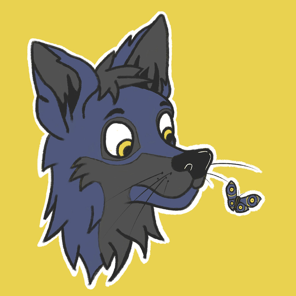 A blue fox looking curiously at a blue moth fluttering by his nose