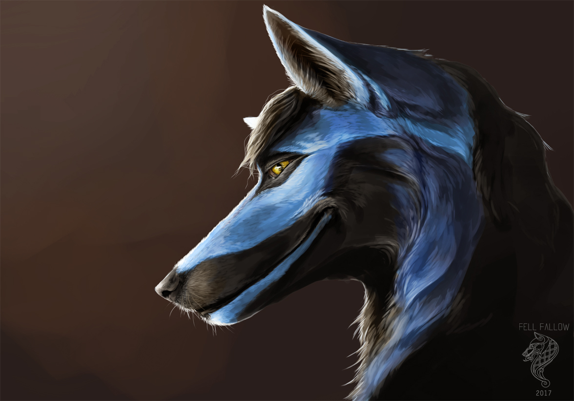 A very handsome blue fox