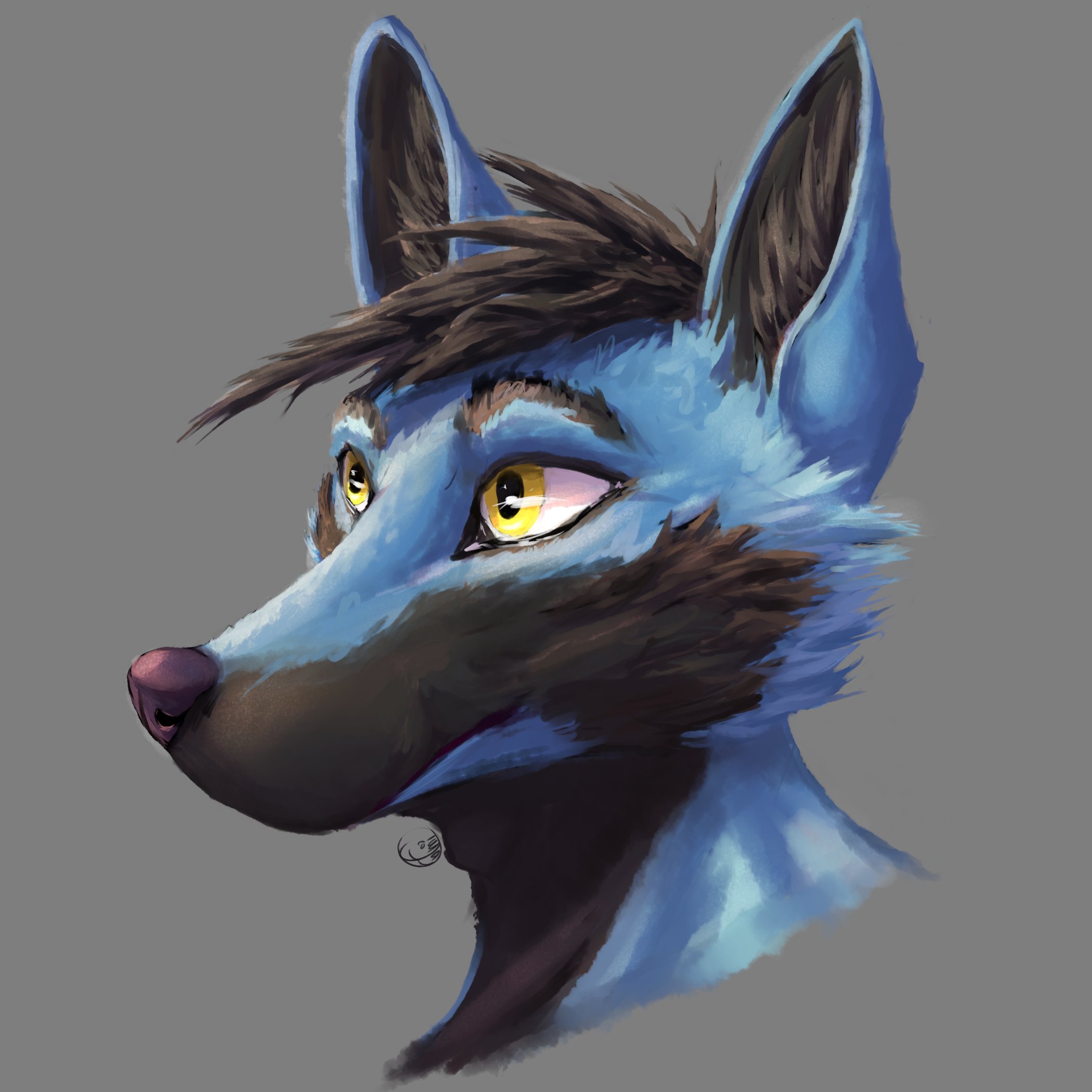 A finely rendered drawing of a blue fox looking pensive